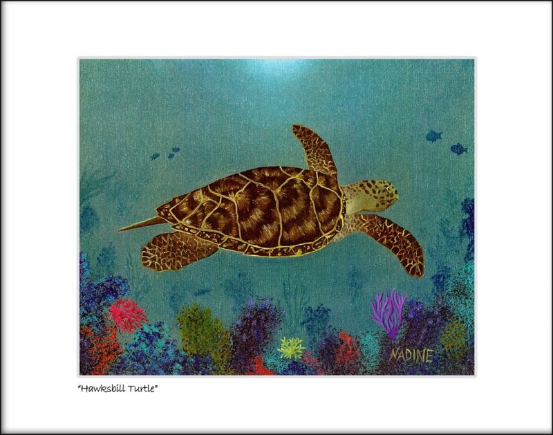 "Hawksbill Turtle On The Reef"