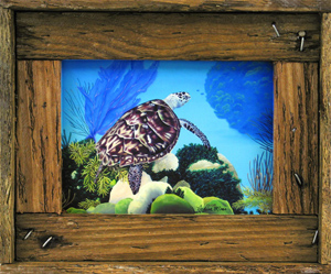 "Aloha Honu"