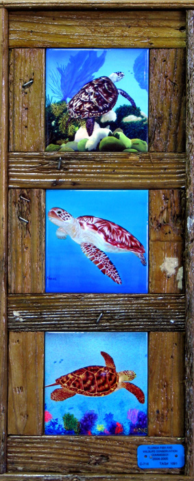 "Turtle Trio"