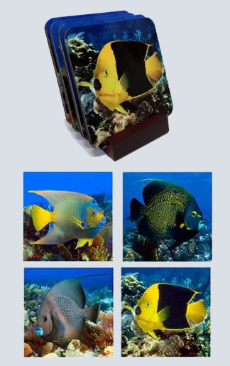 "Angelfish"
