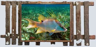 "Hogfish In The Grass"