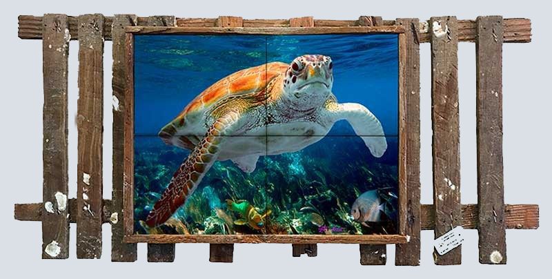 Turtle and Friends