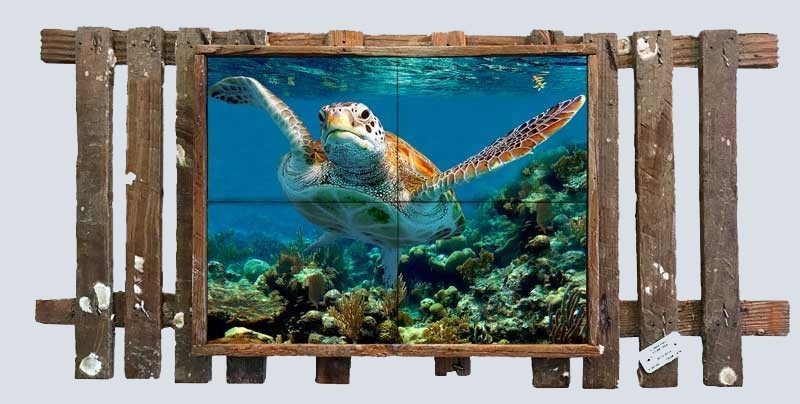 Turtle Over the Dropoff