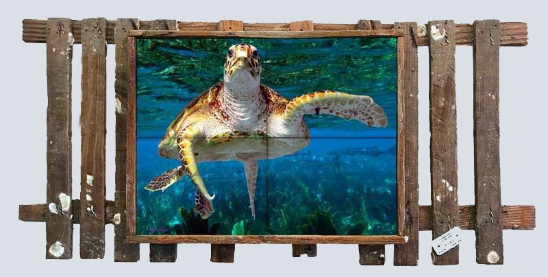 Hawksbill Turtle over the Seafans