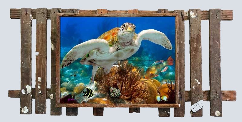 Turtle Over The Gorgonians