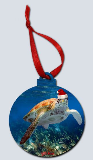 "Christmas Turtle in the Shallows"