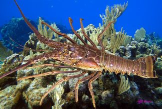 "Lobster on the Reef"