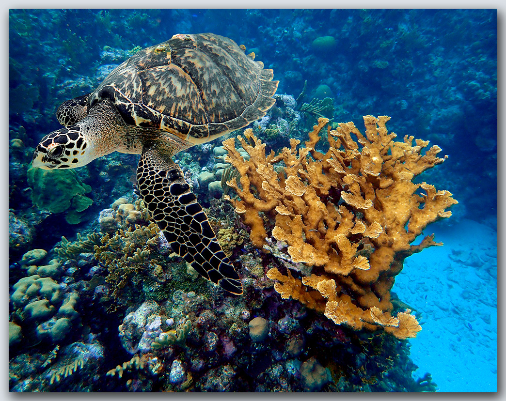 "Deep Reef Cluster"