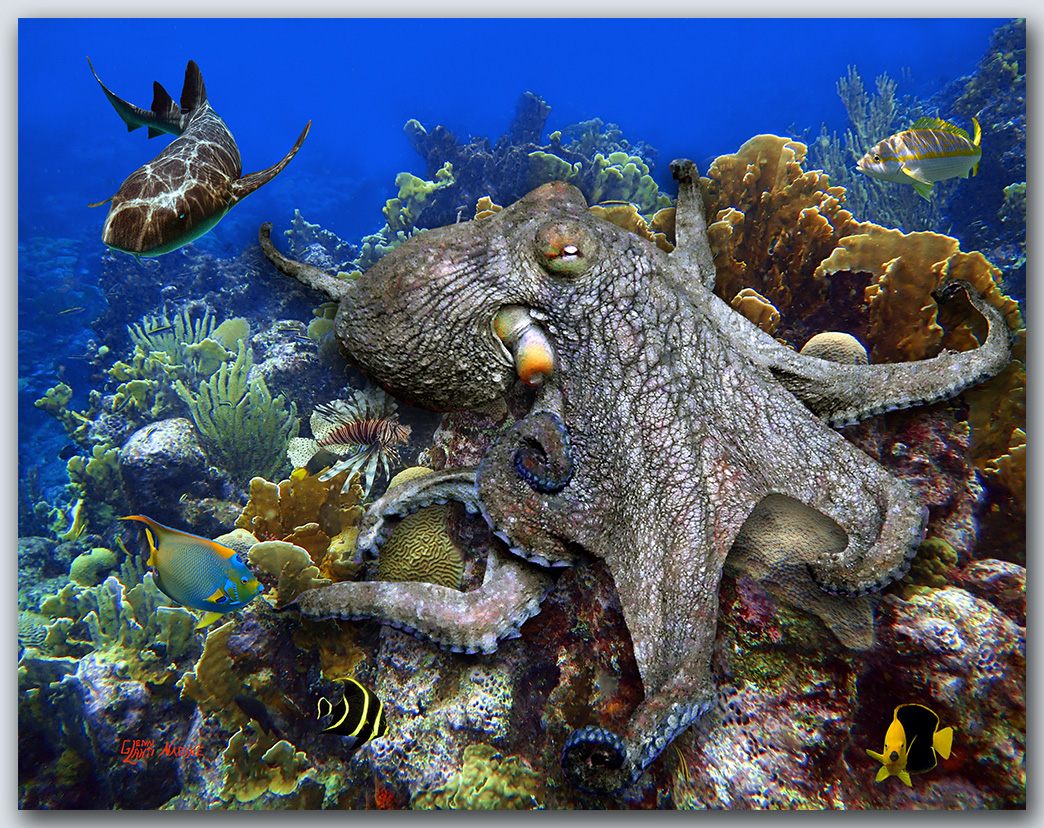 "The Kraken"