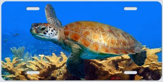 "TURTLE AND THE CORALS"