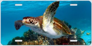 "TURTLE IN THE SEAFANS"