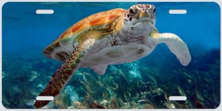 "TURTLE IN THE SHALLOWS"