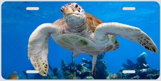 "TURTLE ON THE REEF"