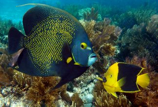 "French Angelfish and a Rock Beauty"