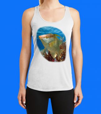 Hogfish on the Reef Tank Top