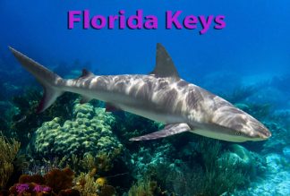 "Caribbean Reef Shark"
