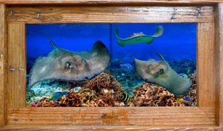 "Stingray City Reef" Tile Mural