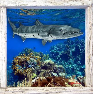 "Barracuda"