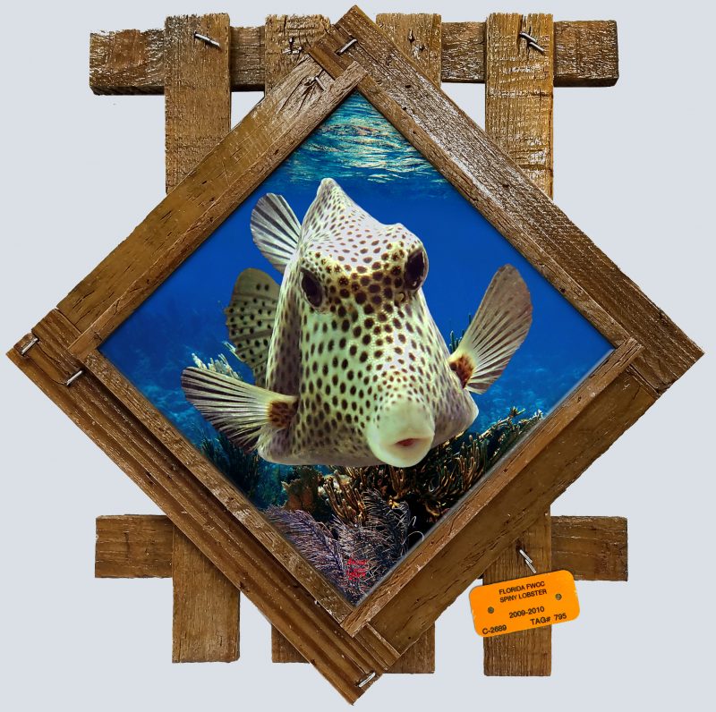 "Boxfish"