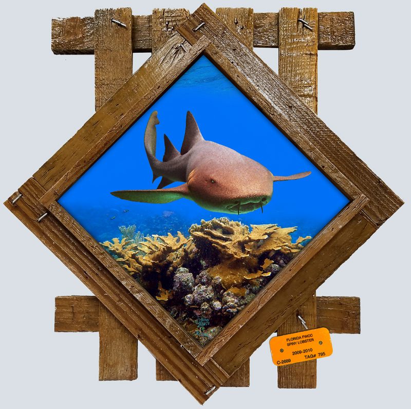 "Nurse Shark Over the Corals"