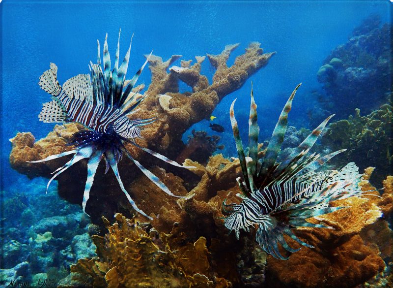 Pair of Lionfish Cutting Board