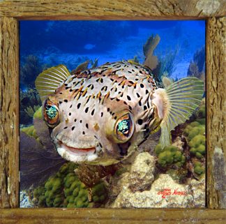 Ceramic Tiles in our "Mini" Lobster Trap Frames
