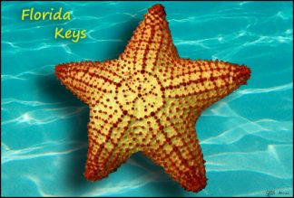 Magnets - Stock - Custom - Personalized