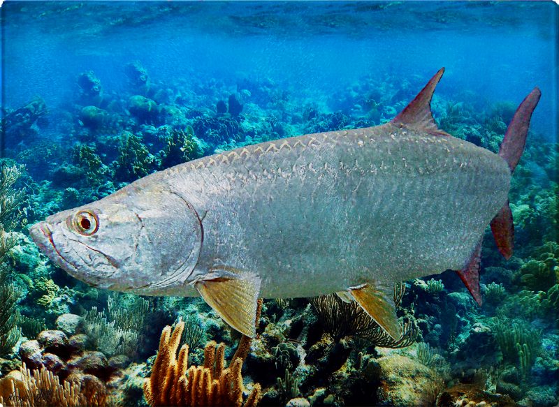 Tarpon Cutting Board