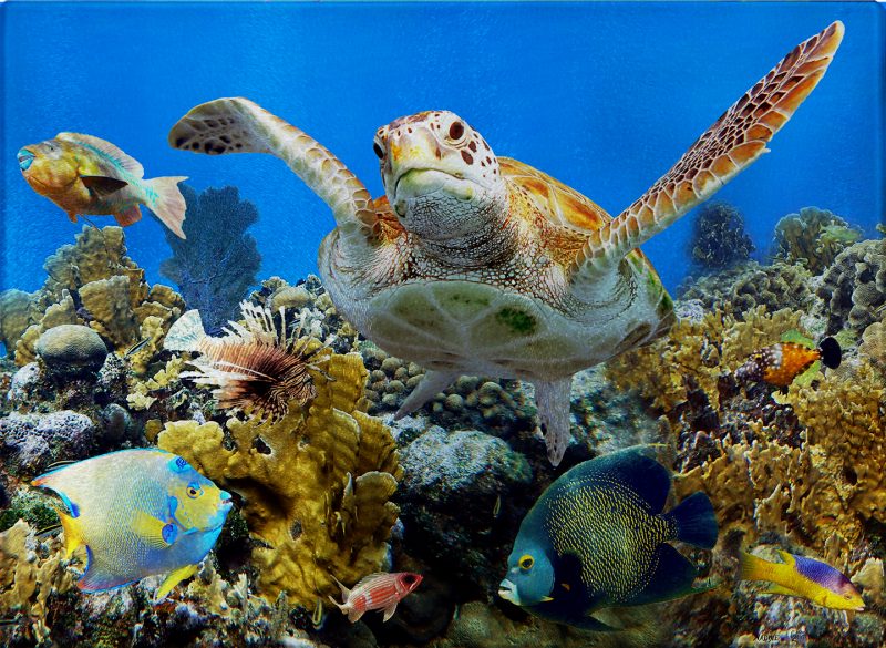 Top of the Reef Cutting Board