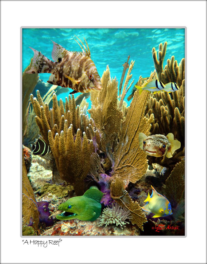 "A Happy Reef"
