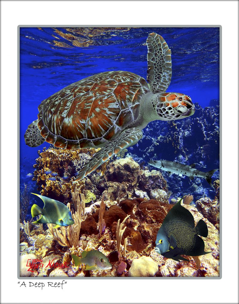 "A Deep Reef"