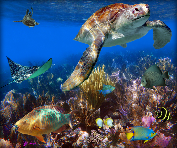 "Among The Seafans"