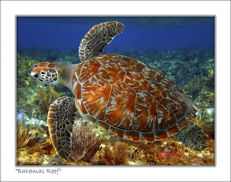 "Bahamas Reef"