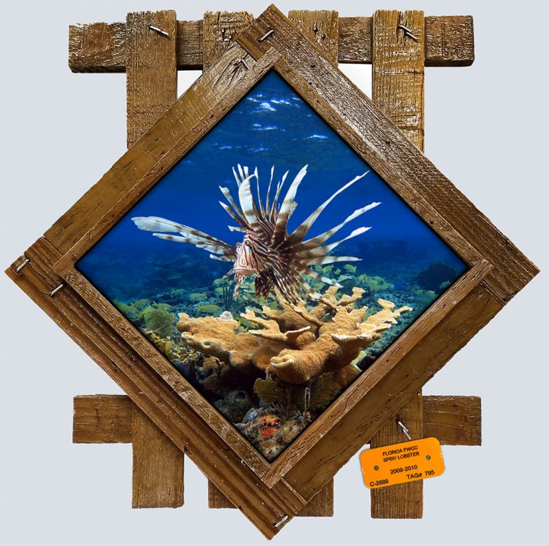 "Bahama Lionfish"