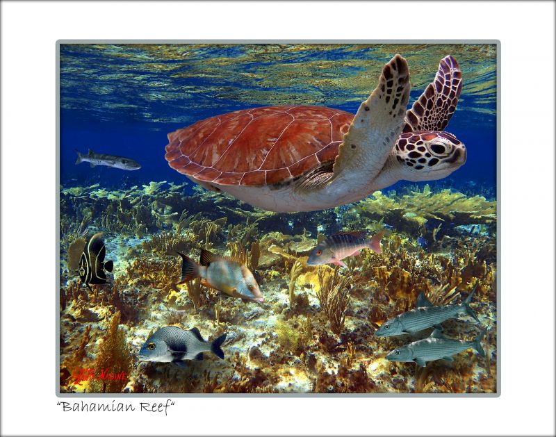 "A Bahamian Reef"