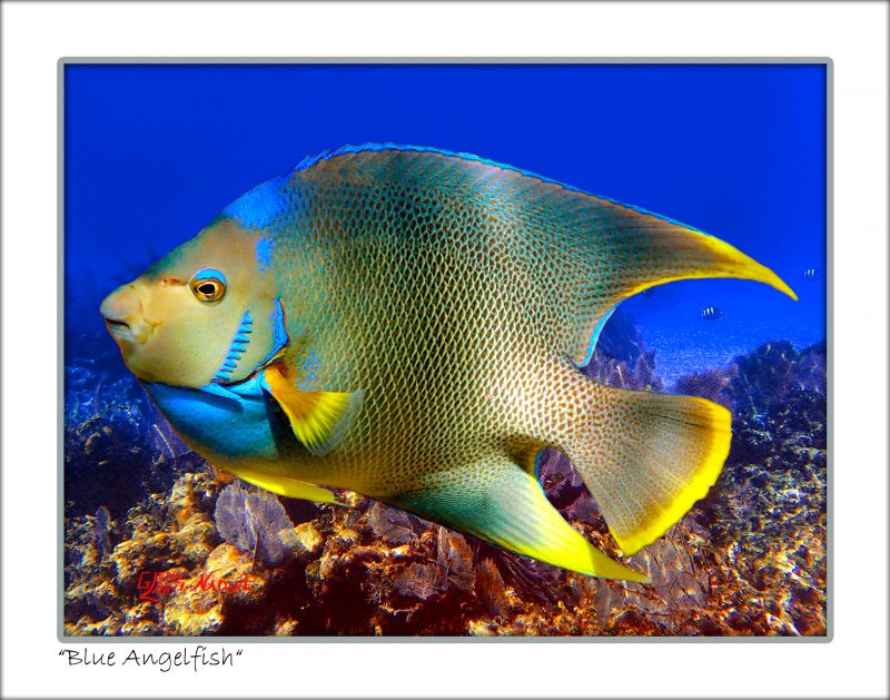 "Blue Angelfish"