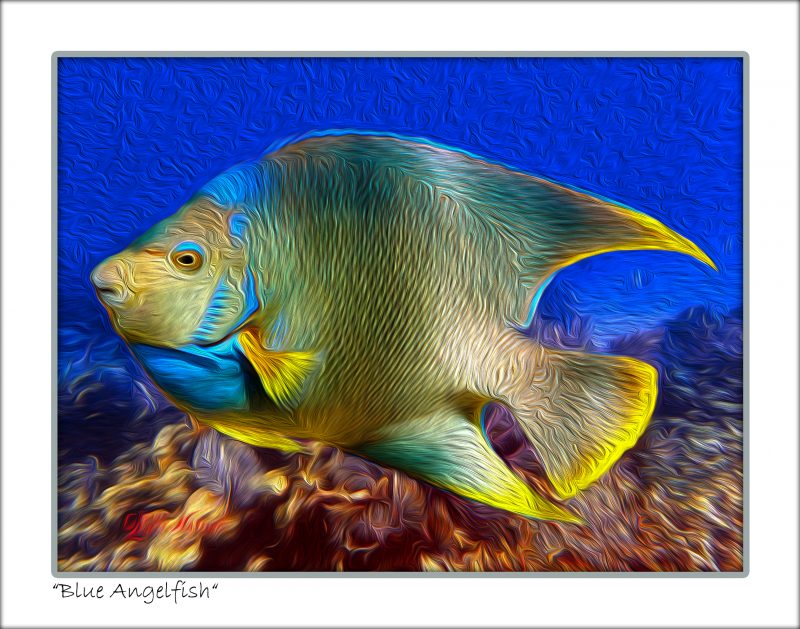 "Blue Angelfish" Oil Paint Option