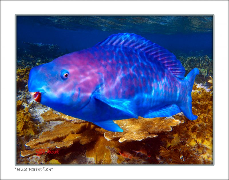 "Blue Parrotfish"
