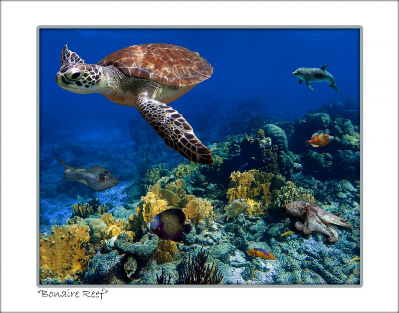 "Bonaire Reef"