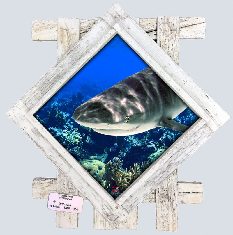 "Close Encounter on the Reef"