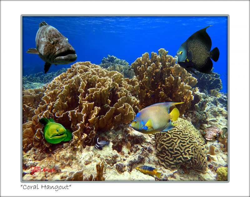 "Coral Hangout"