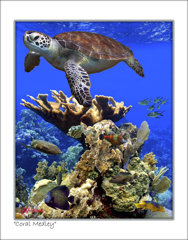"Coral Medley"