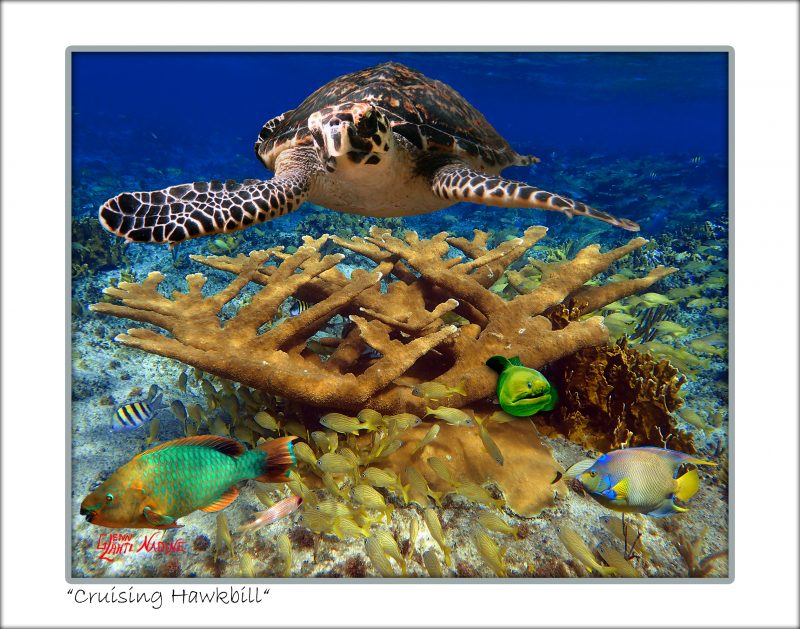 "Cruising Hawksbill"