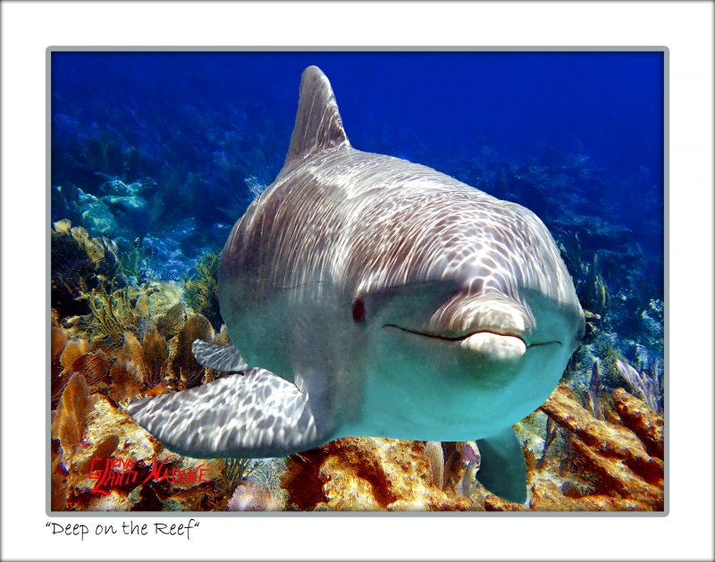 "Deep on the Reef"