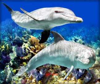 "Dolphin Duo"