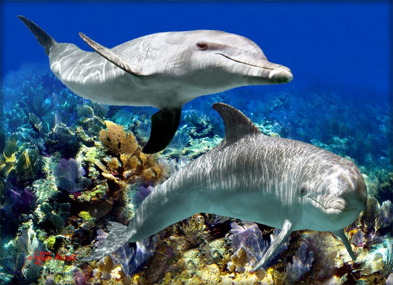 "Dolphin Duo"
