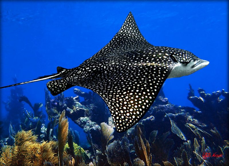 "Eagle Ray on the Reef"