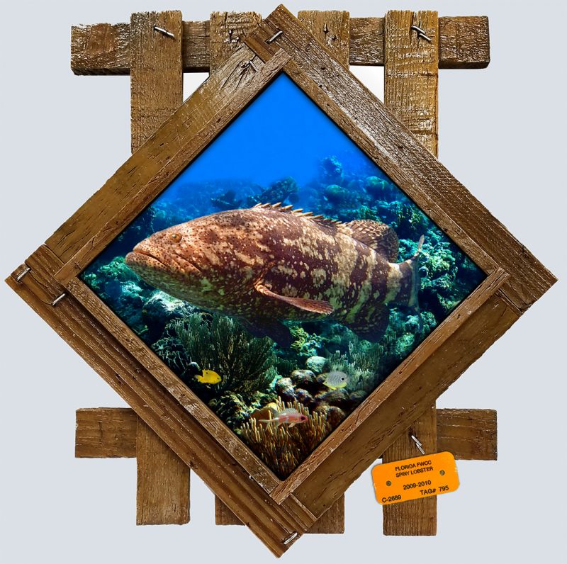 "Goliath Grouper Over the Rocks"