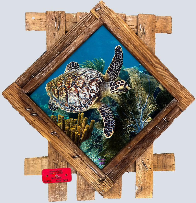 "Hawksbill and Sponges"