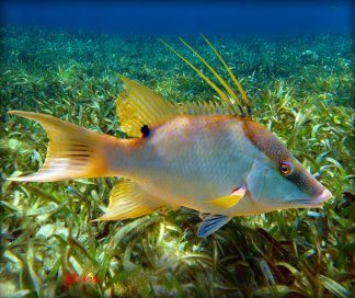 "Hogfish in the Grass"